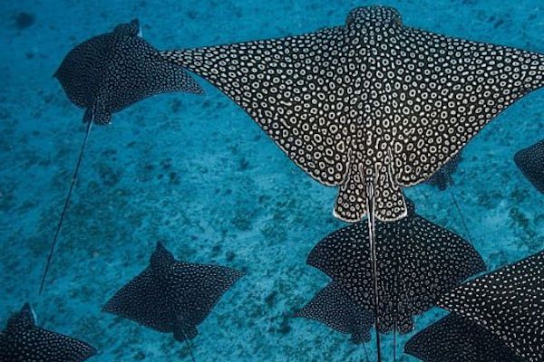 You are currently viewing Spotted Eagle Rays