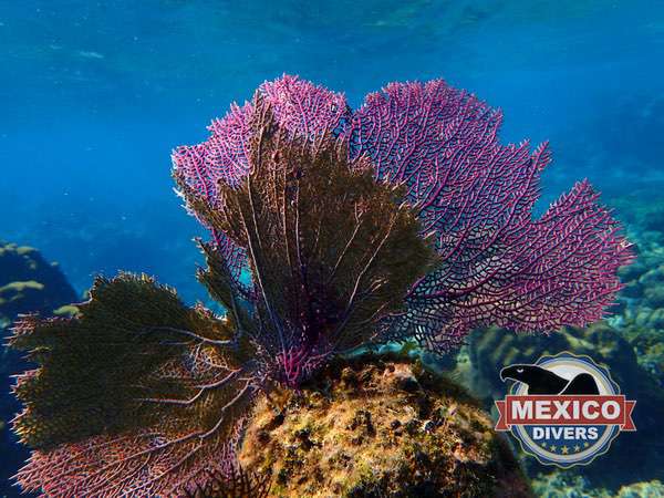 Read more about the article Ixlache Reef