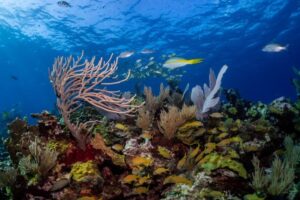 10 Of The Most Common Fish in Isla Mujeres