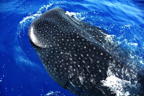 You are currently viewing Whale Sharks in Isla Mujeres
