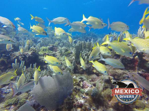 Read more about the article Bandera Reef