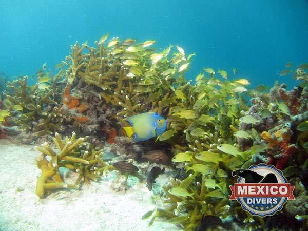 Read more about the article La Cadenita Reef