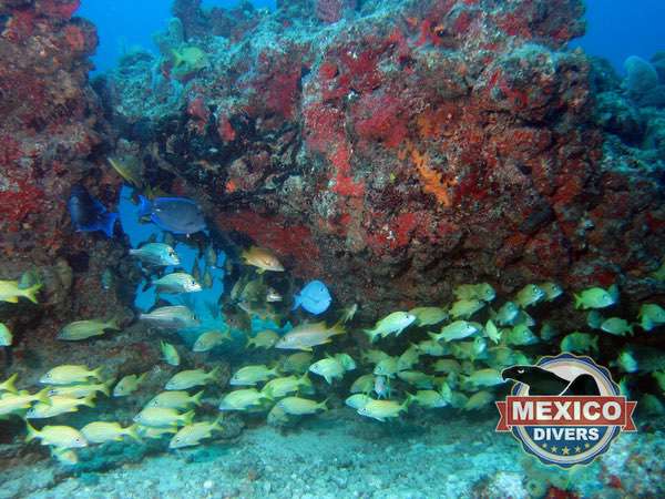 Read more about the article El Grampin Reef