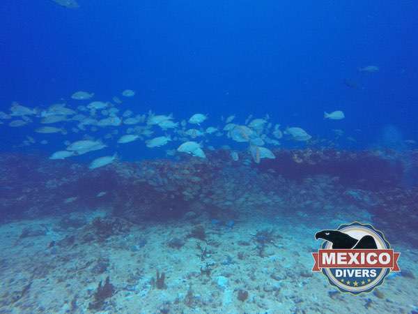 Read more about the article San Toribio Reef