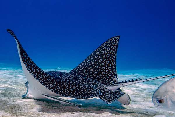 Spotted Eagle Ray from behind